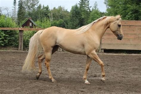 picture of a palomino|Palomino Horses: History, Fun Facts, Photos and Care